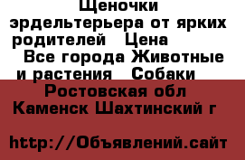 Щеночки эрдельтерьера от ярких родителей › Цена ­ 25 000 - Все города Животные и растения » Собаки   . Ростовская обл.,Каменск-Шахтинский г.